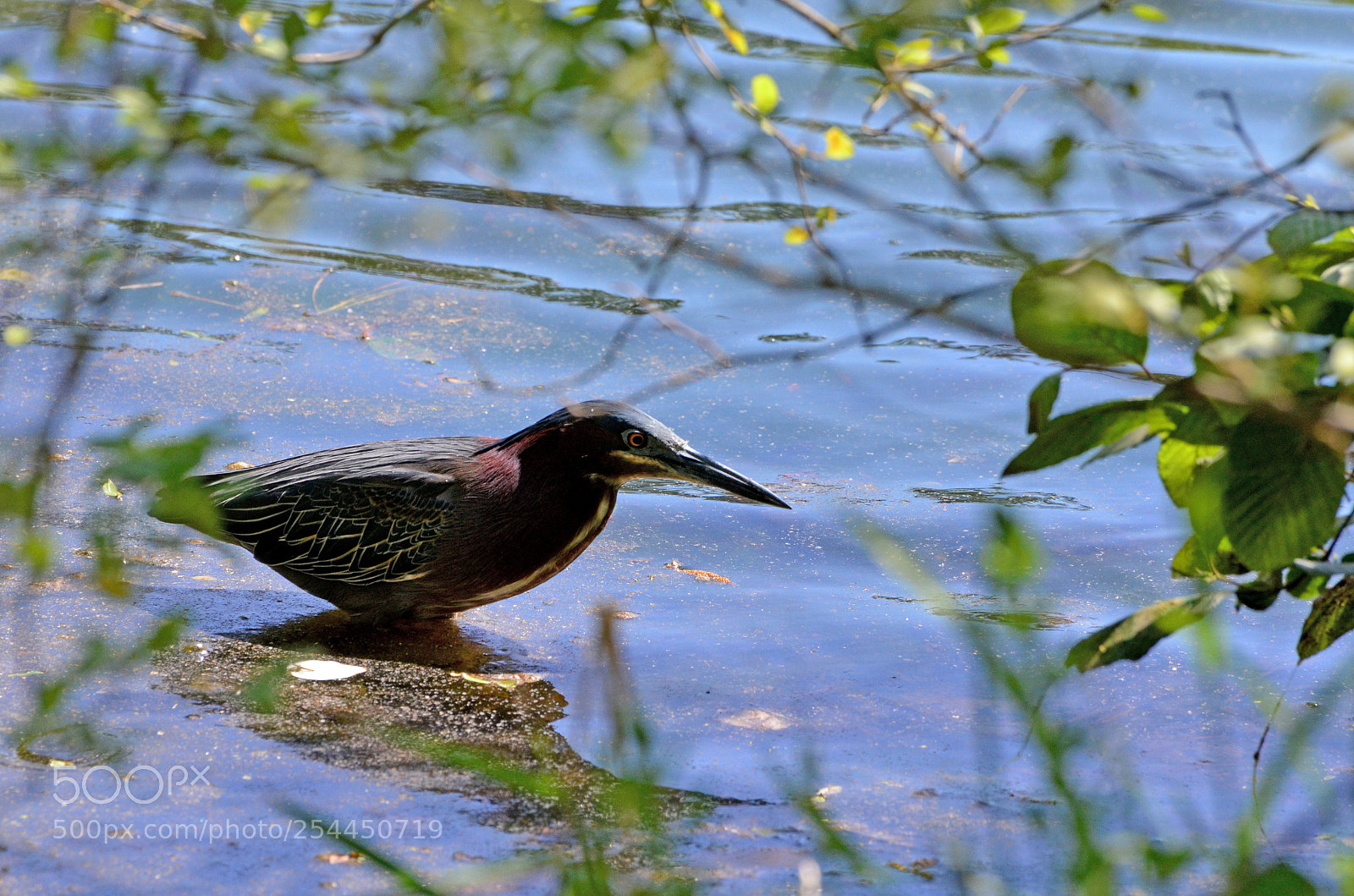 Nikon D7000 sample photo. On the hunt photography