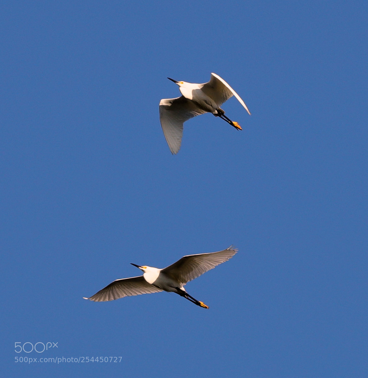 Canon EOS-1D X Mark II sample photo. 04-20-18-0013772.jpg photography
