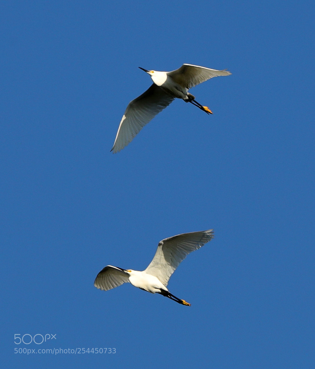 Canon EOS-1D X Mark II sample photo. 04-20-18-0013771.jpg photography