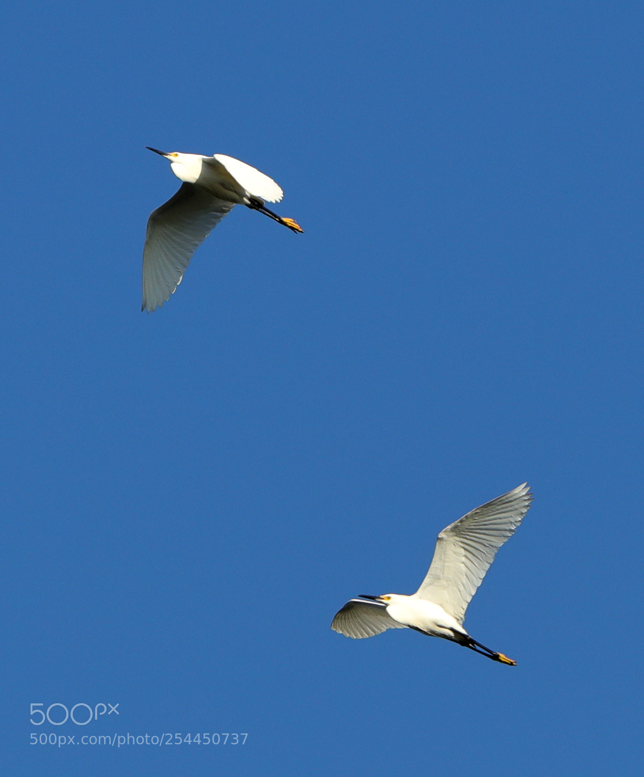 Canon EOS-1D X Mark II sample photo. 04-20-18-0013770.jpg photography