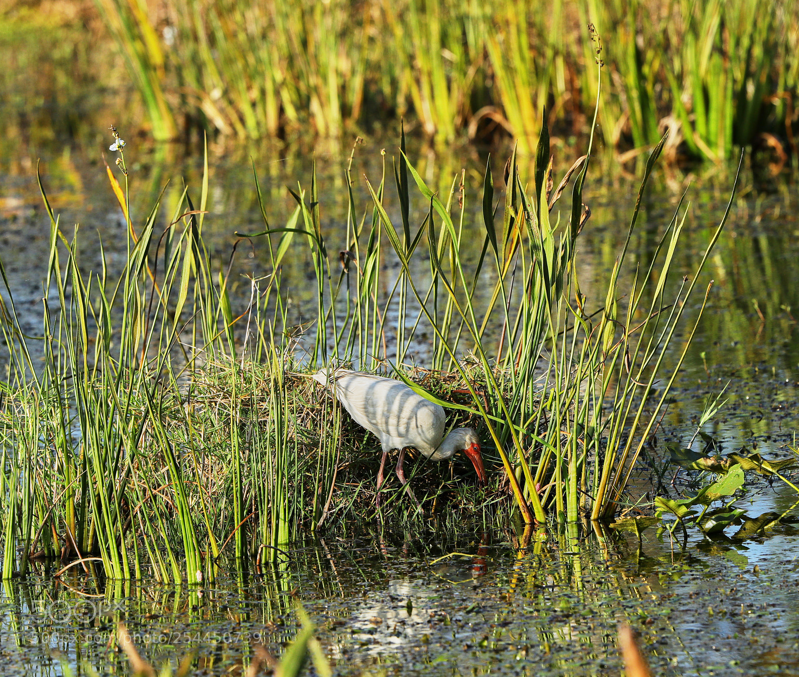 Canon EOS-1D X Mark II sample photo. 04-20-18-0013768 1.jpg photography