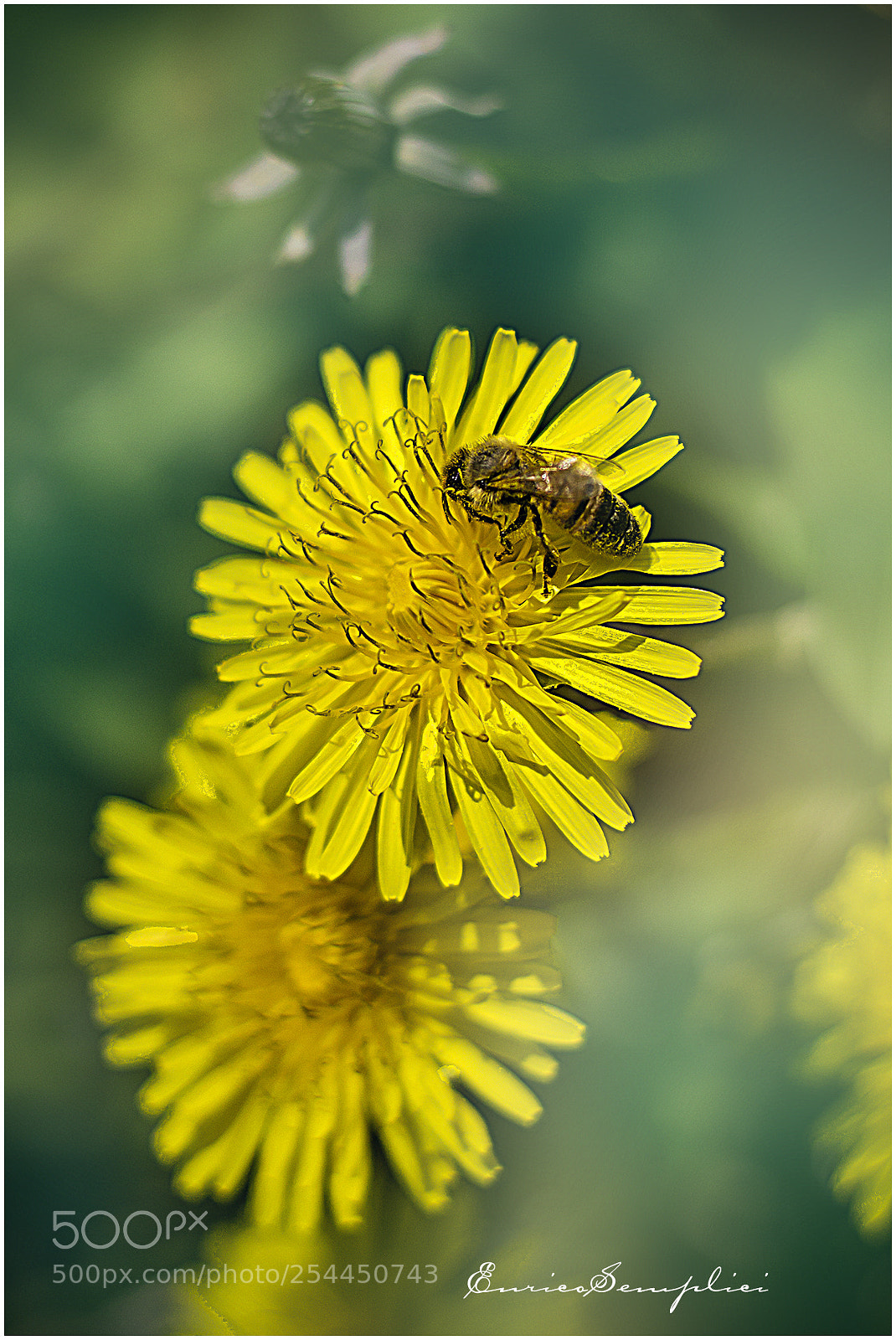 Canon EOS 100D (EOS Rebel SL1 / EOS Kiss X7) sample photo. Impollinatura photography