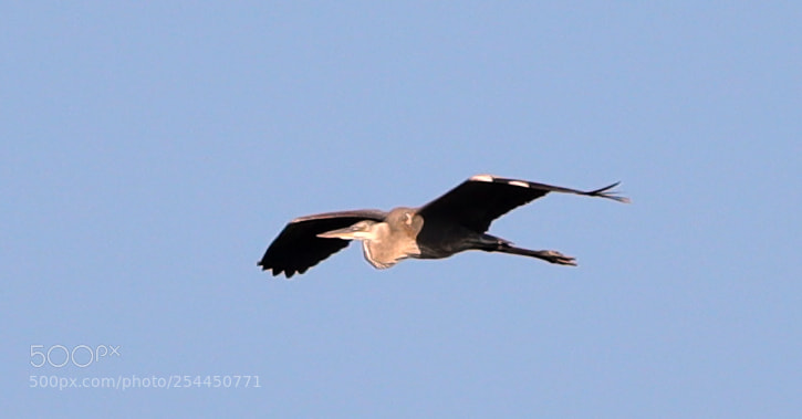 Canon EOS-1D X Mark II sample photo. 04-20-18-0013765.jpg photography