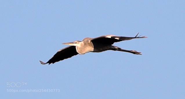 Canon EOS-1D X Mark II sample photo. 04-20-18-0013764.jpg photography