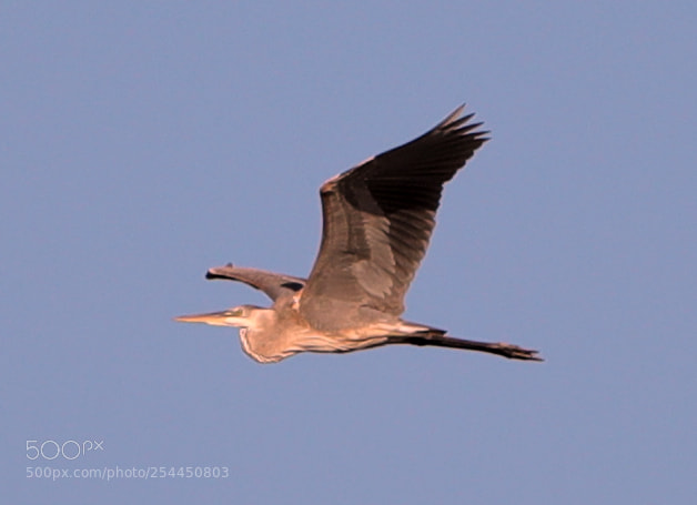 Canon EOS-1D X Mark II sample photo. 04-20-18-0013763.jpg photography