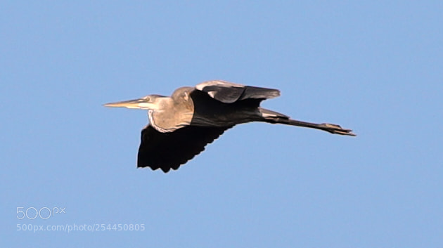 Canon EOS-1D X Mark II sample photo. 04-20-18-0013762.jpg photography