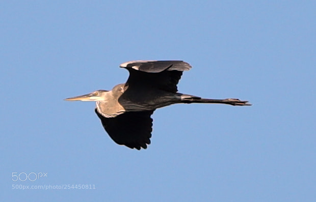 Canon EOS-1D X Mark II sample photo. 04-20-18-0013761.jpg photography