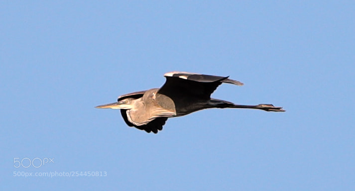 Canon EOS-1D X Mark II sample photo. 04-20-18-0013760.jpg photography
