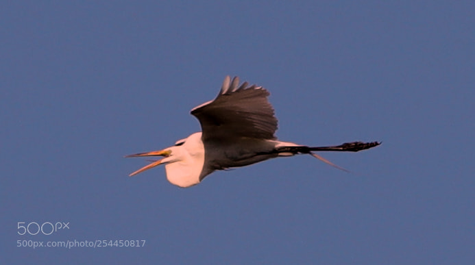 Canon EOS-1D X Mark II sample photo. 04-20-18-0013759.jpg photography