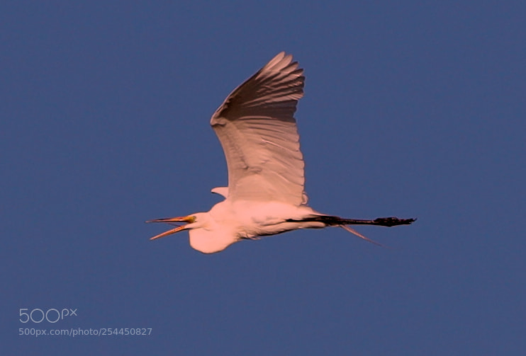 Canon EOS-1D X Mark II sample photo. 04-20-18-0013758.jpg photography