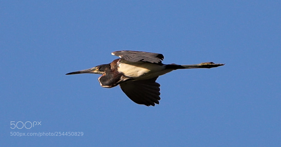 Canon EOS-1D X Mark II sample photo. 04-20-18-0013757.jpg photography