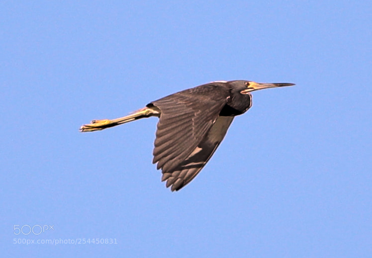 Canon EOS-1D X Mark II sample photo. 04-20-18-0013756.jpg photography