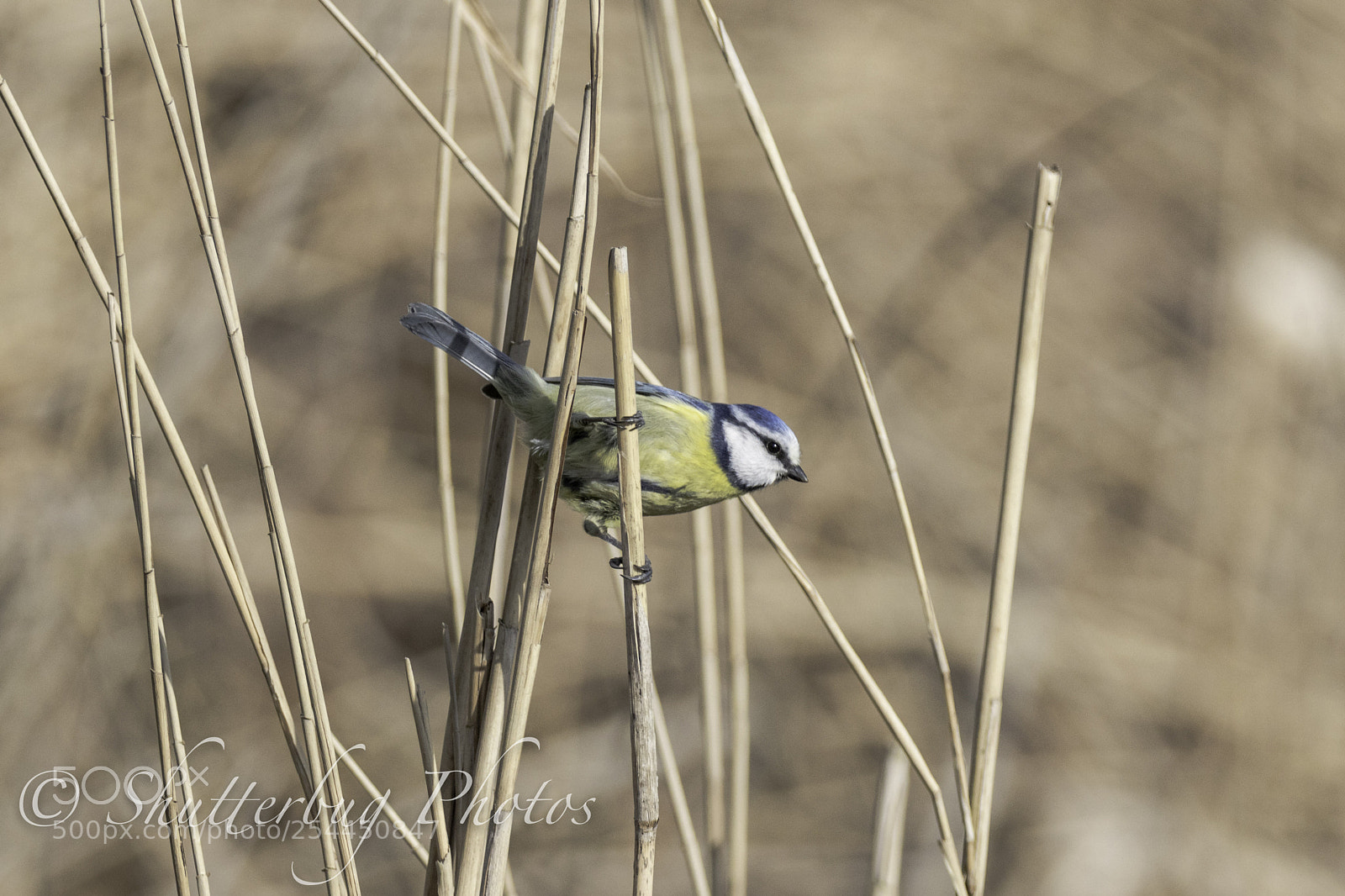 Canon EOS 80D sample photo. Titchwell blue tit photography
