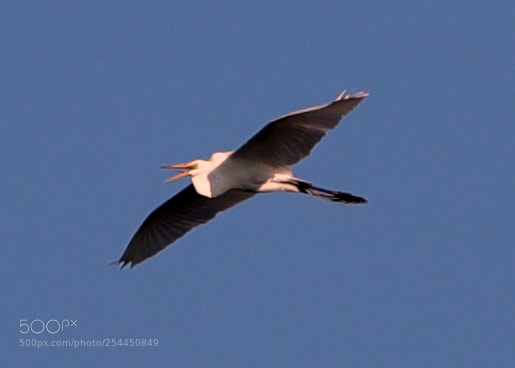 Canon EOS-1D X Mark II sample photo. 04-20-18-0013751.jpg photography