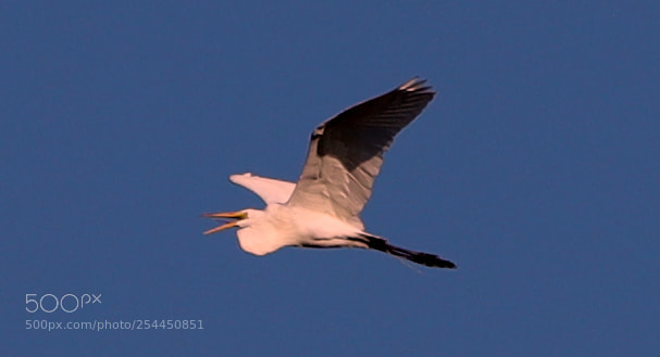 Canon EOS-1D X Mark II sample photo. 04-20-18-0013750.jpg photography