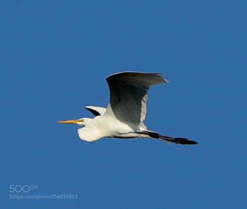 Canon EOS-1D X Mark II sample photo. 04-20-18-0013749.jpg photography