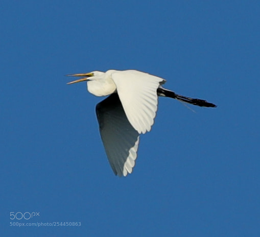 Canon EOS-1D X Mark II sample photo. 04-20-18-0013748.jpg photography