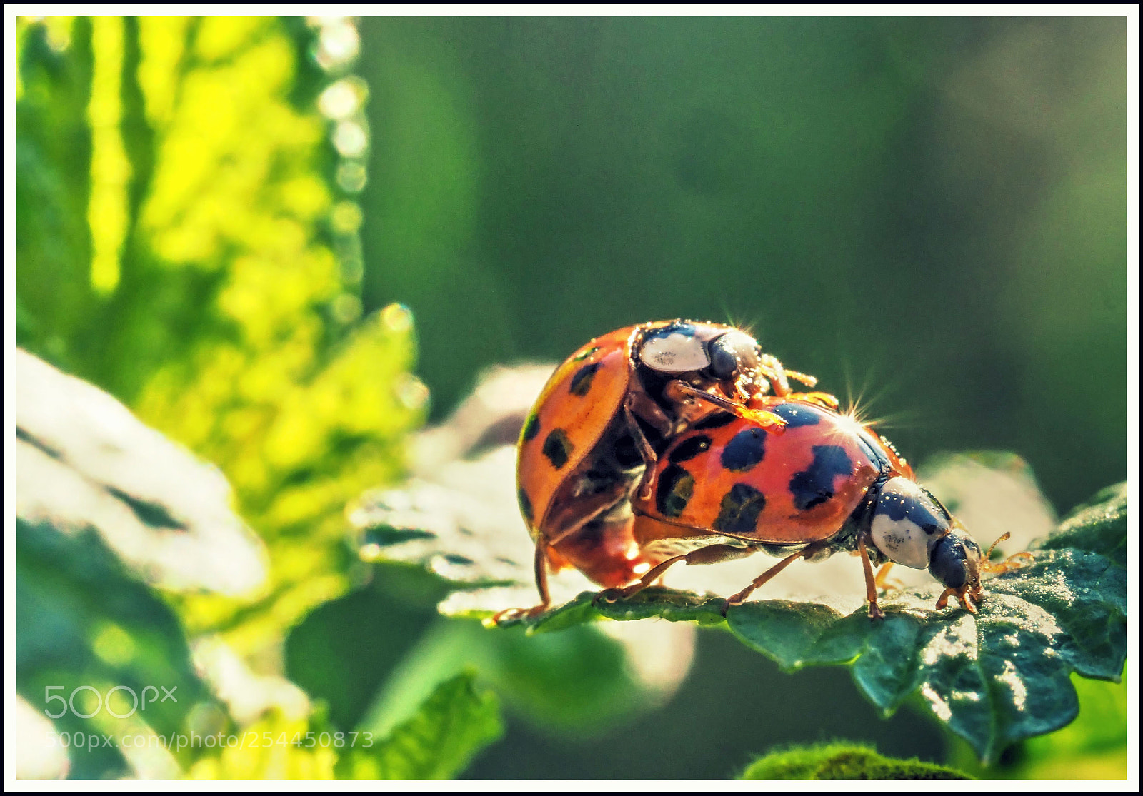 Olympus OM-D E-M1 Mark II sample photo. Fortpflanzung am abend photography