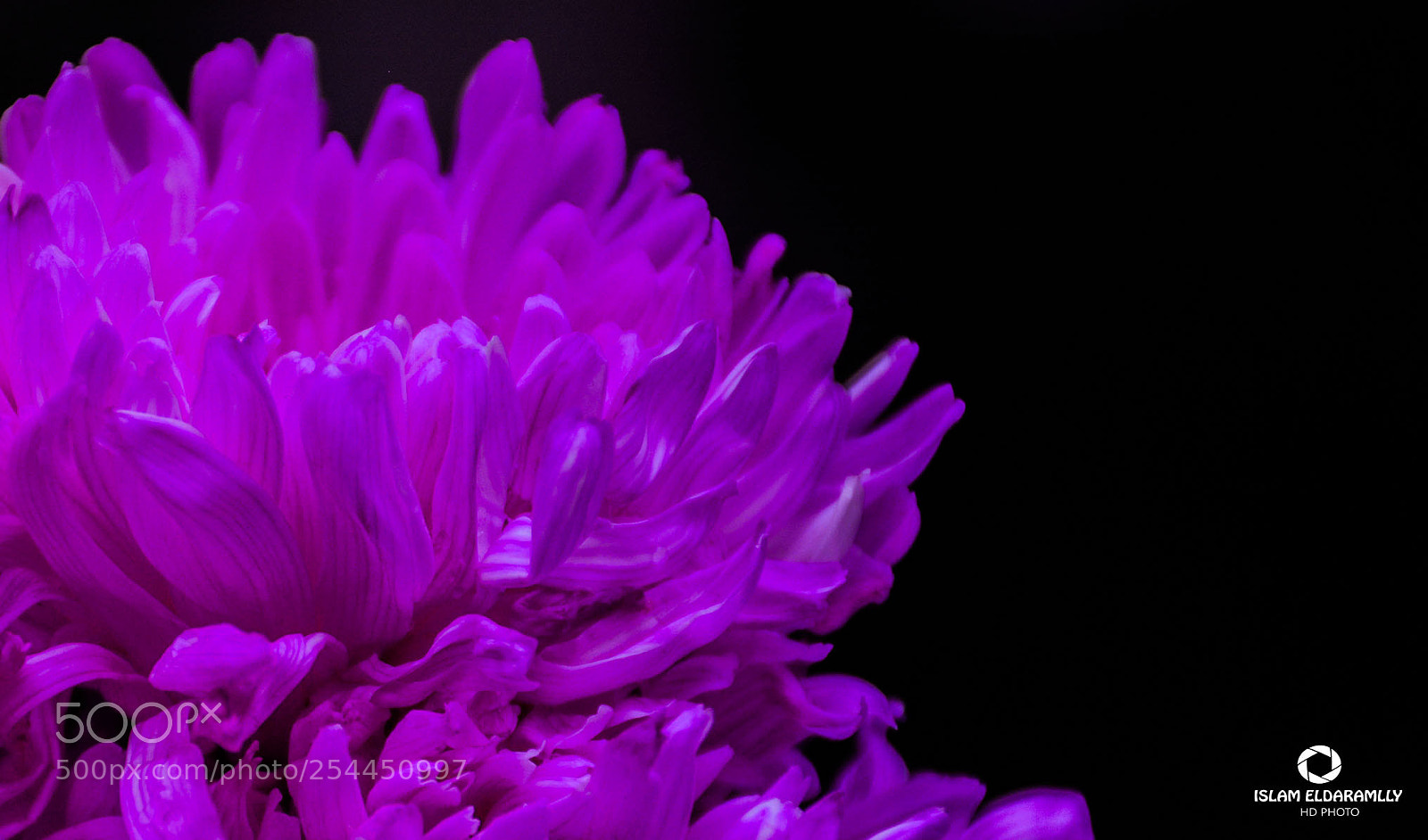 Nikon D7100 sample photo. Flower photography