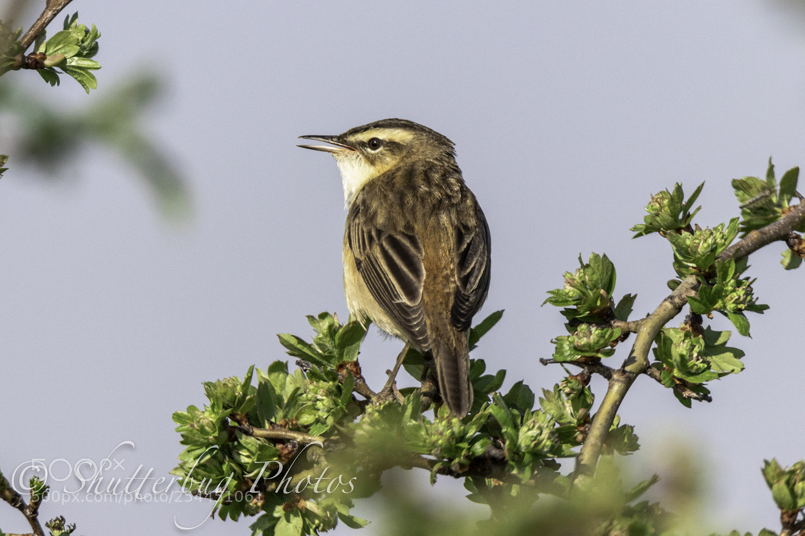 Canon EOS 80D sample photo. Frampton sedge photography