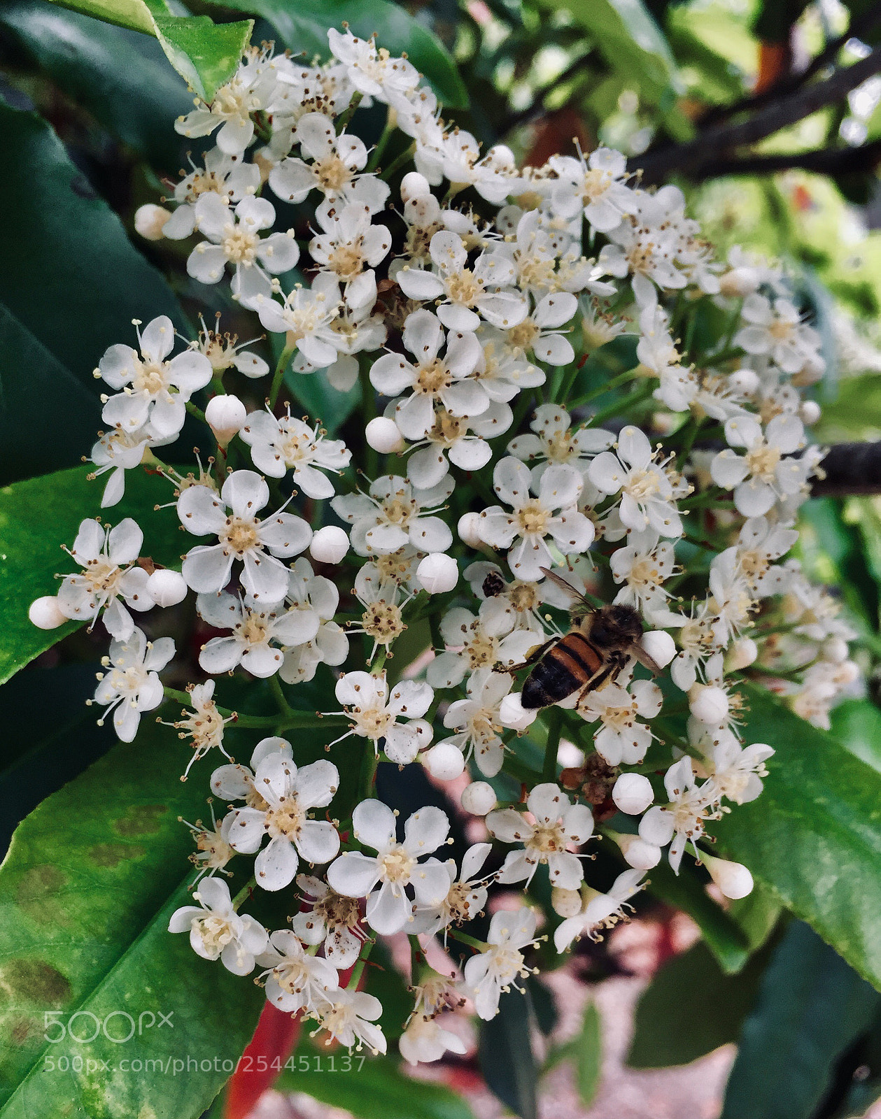 Apple iPhone 6 Plus sample photo. Crape myrtle with bee photography