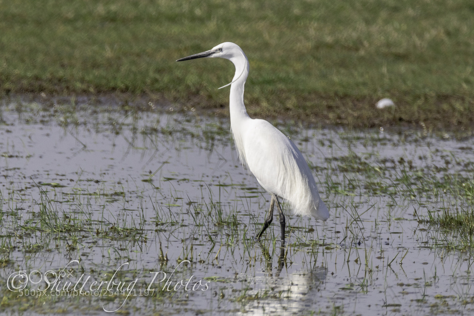 Canon EOS 80D sample photo. Frampton egret photography