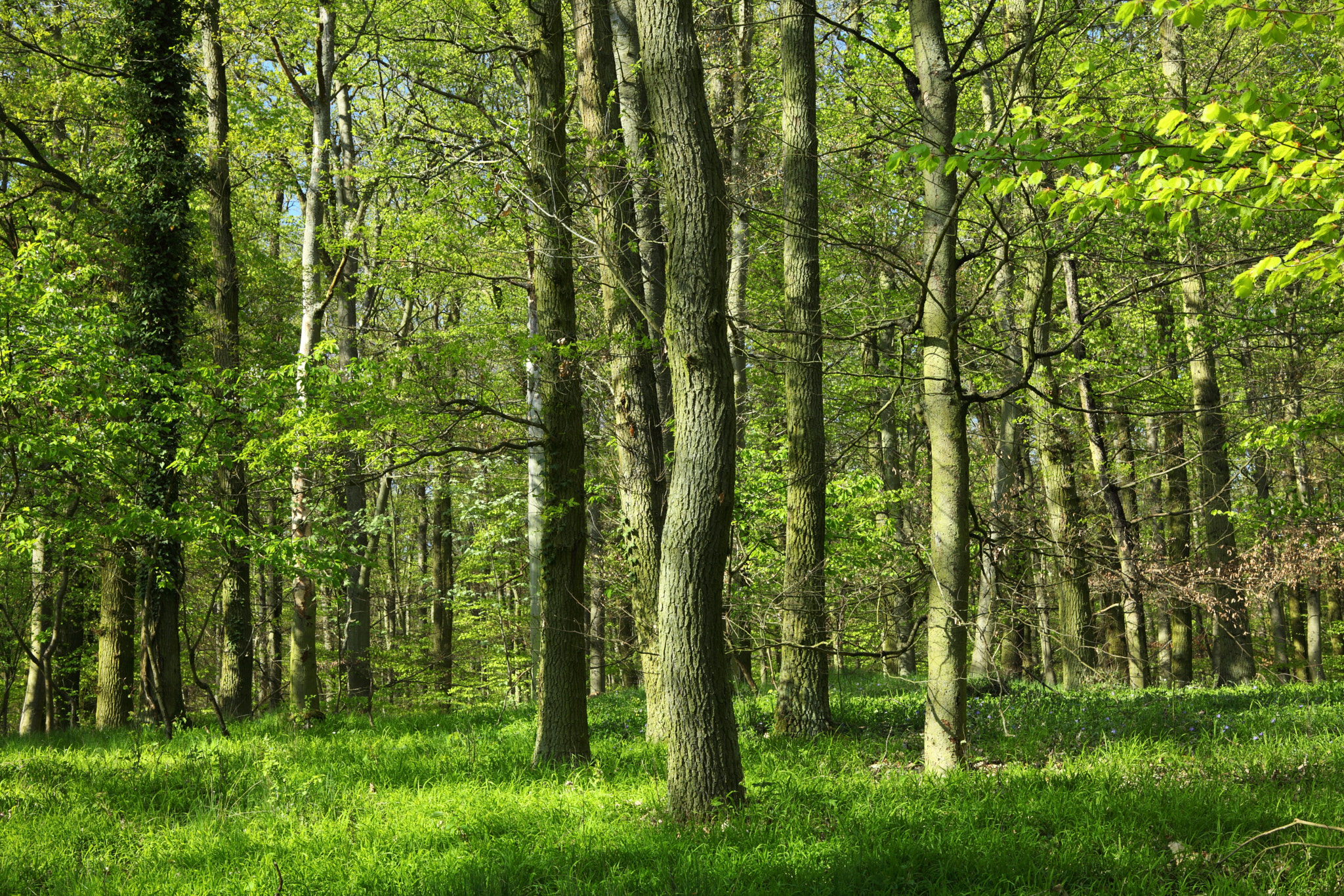 Canon EF 28-80mm f/3.5-5.6 sample photo. The green wonder photography