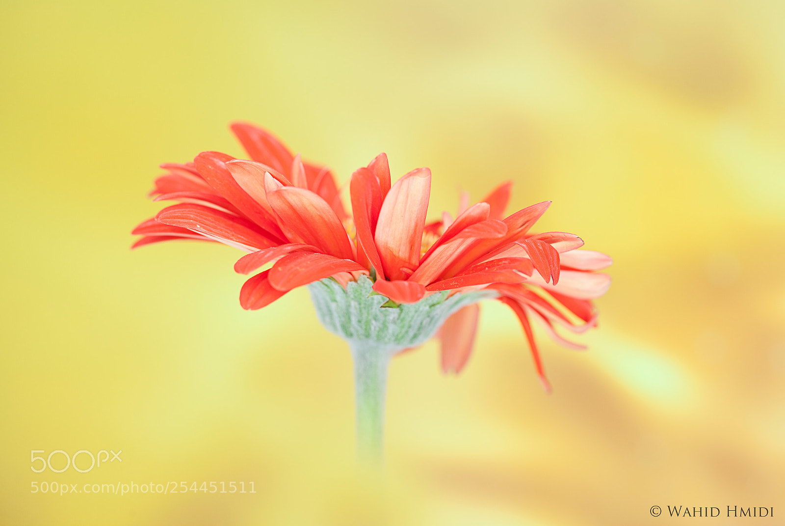 Canon EOS 5D Mark II sample photo. Art floral photography