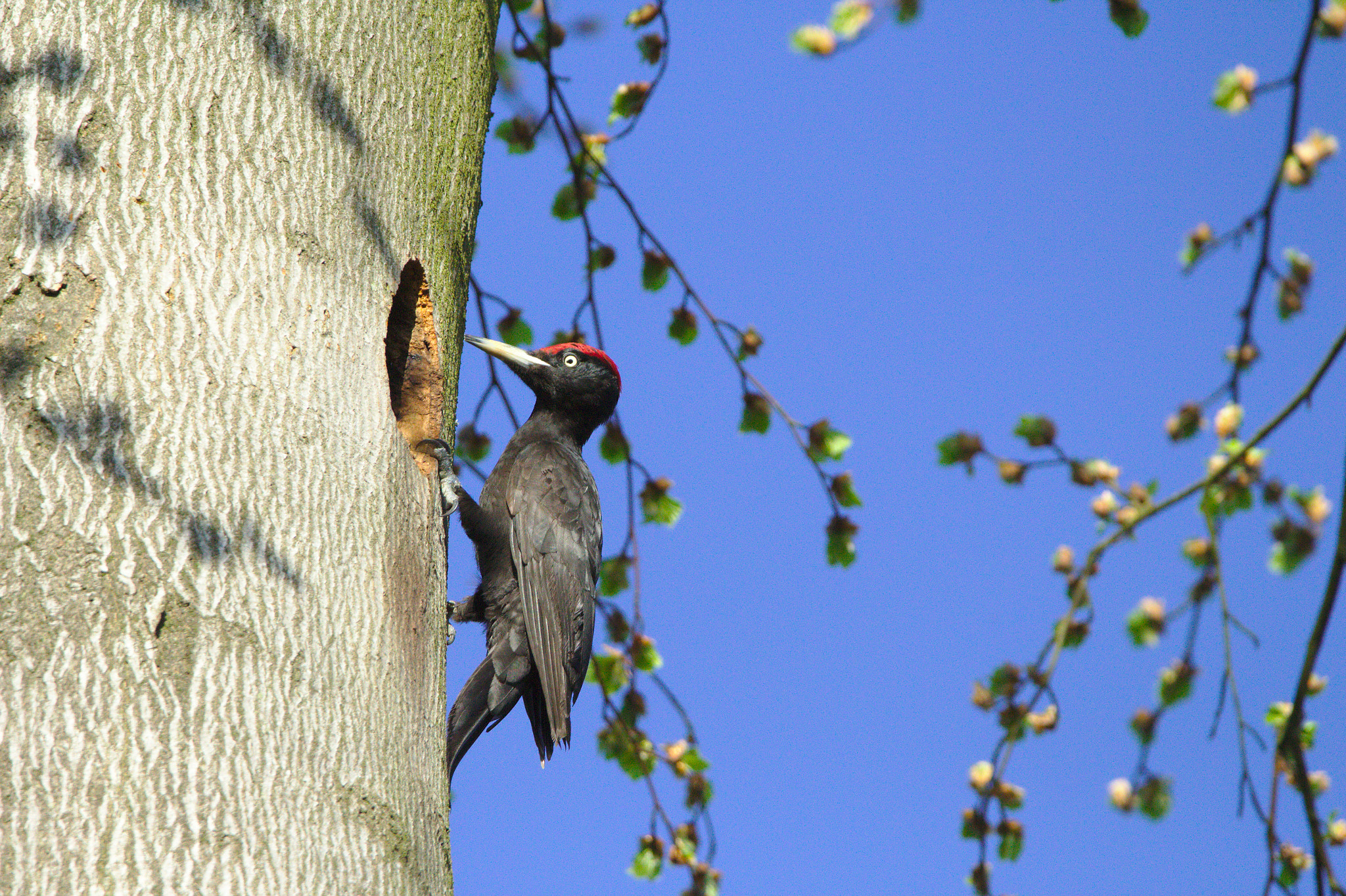 Sigma 150-600mm F5-6.3 DG OS HSM | C sample photo. Black woodpecker photography