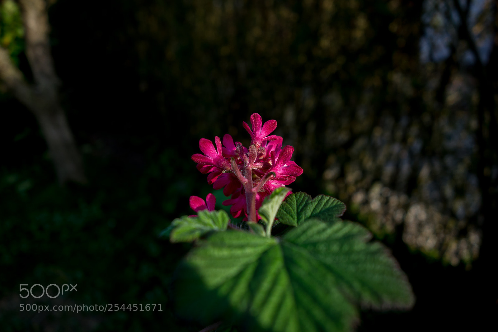 Sony Cyber-shot DSC-RX100 sample photo. Flower in the sun photography