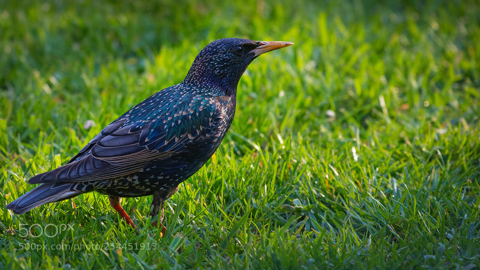 Canon EOS 60D sample photo. Star (sturnus vulgaris) photography