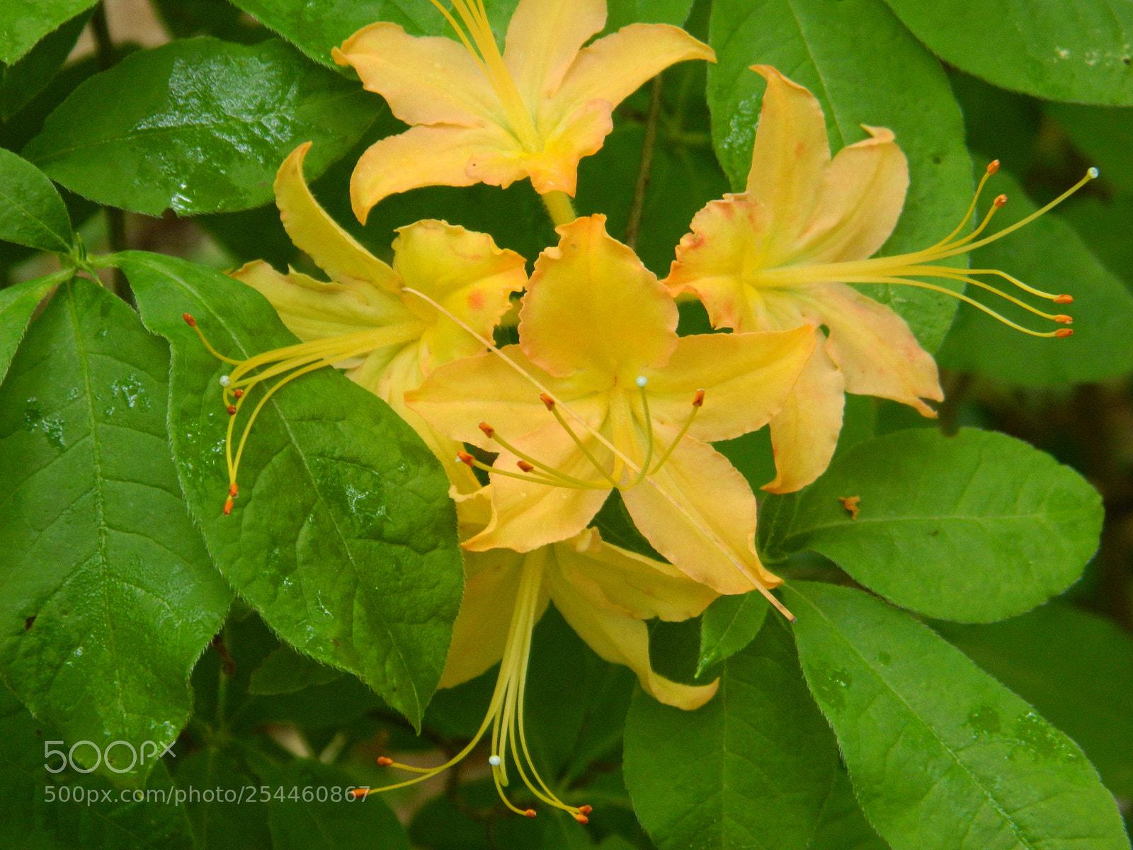 Nikon Coolpix L120 sample photo. Dscn maine azalea photography