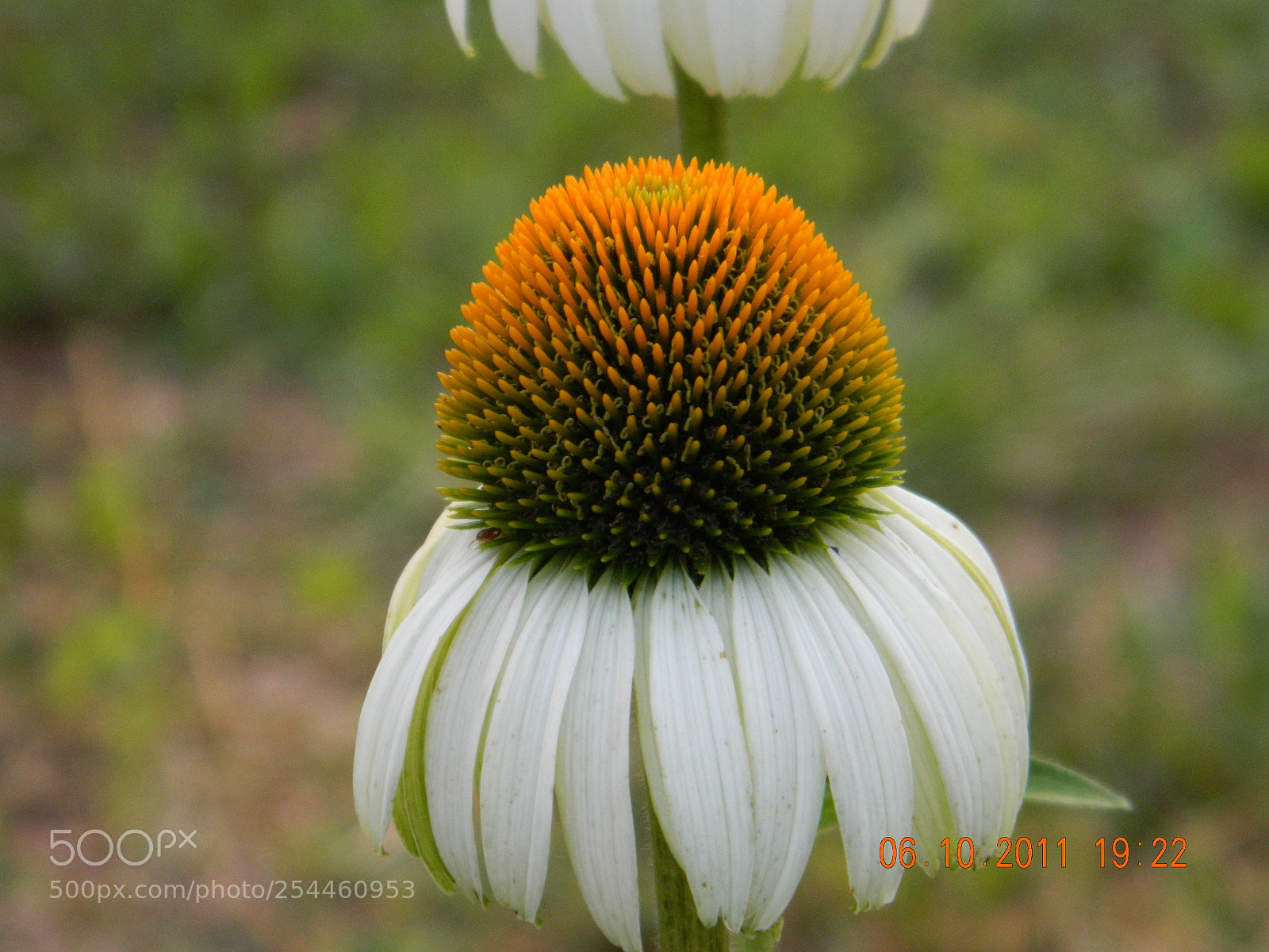 Nikon Coolpix L120 sample photo. Dscn  sc cone flower photography