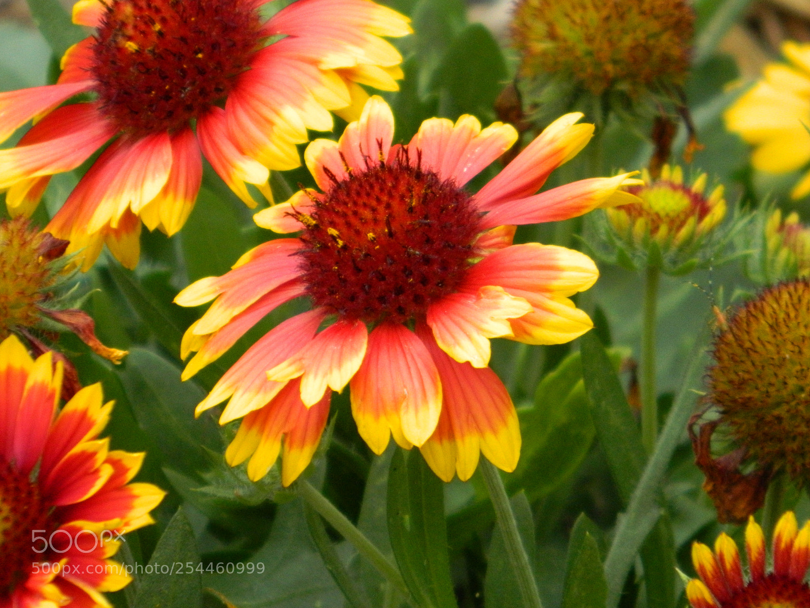 Nikon Coolpix L120 sample photo. Dscn  sc blanket flower photography