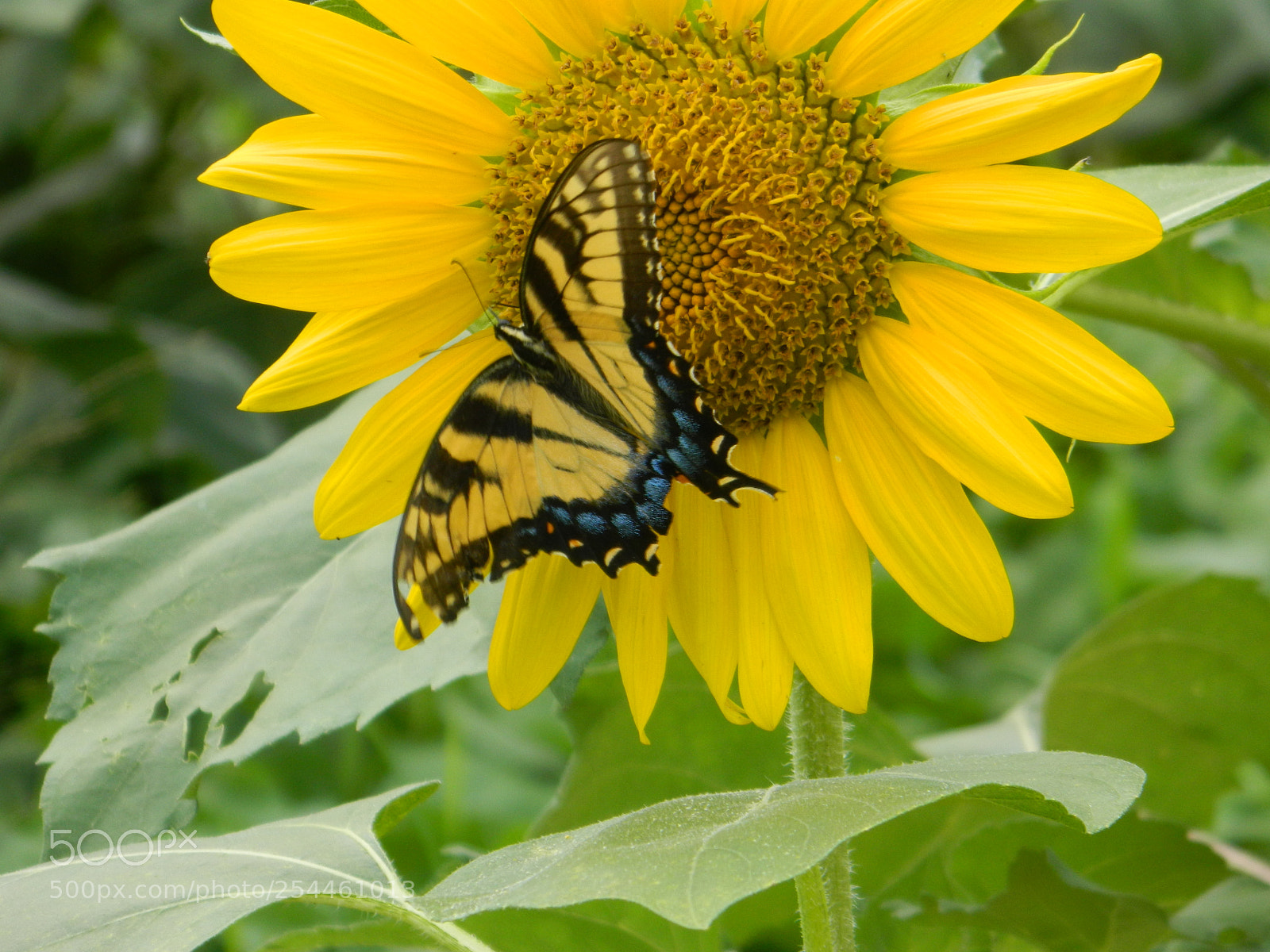 Nikon Coolpix L120 sample photo. Scdscn buttery + sunflower photography