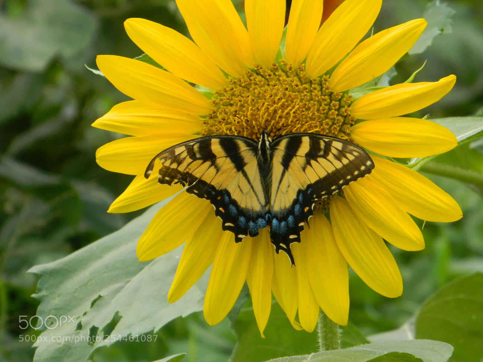 Nikon Coolpix L120 sample photo. Sc tiger swollowtail + sunflower photography