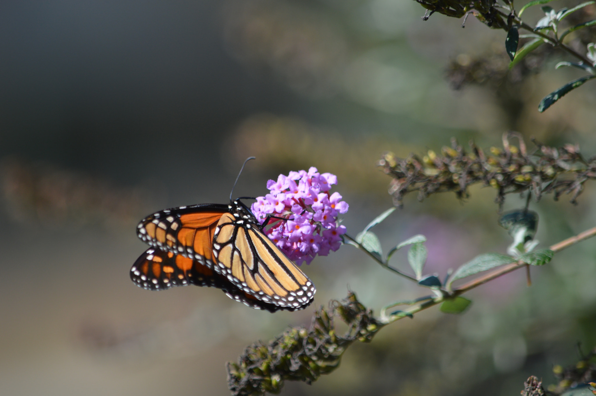 Nikon D3200 sample photo. () photography