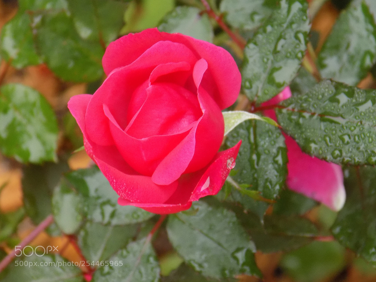 Nikon COOLPIX L340 sample photo. () photography