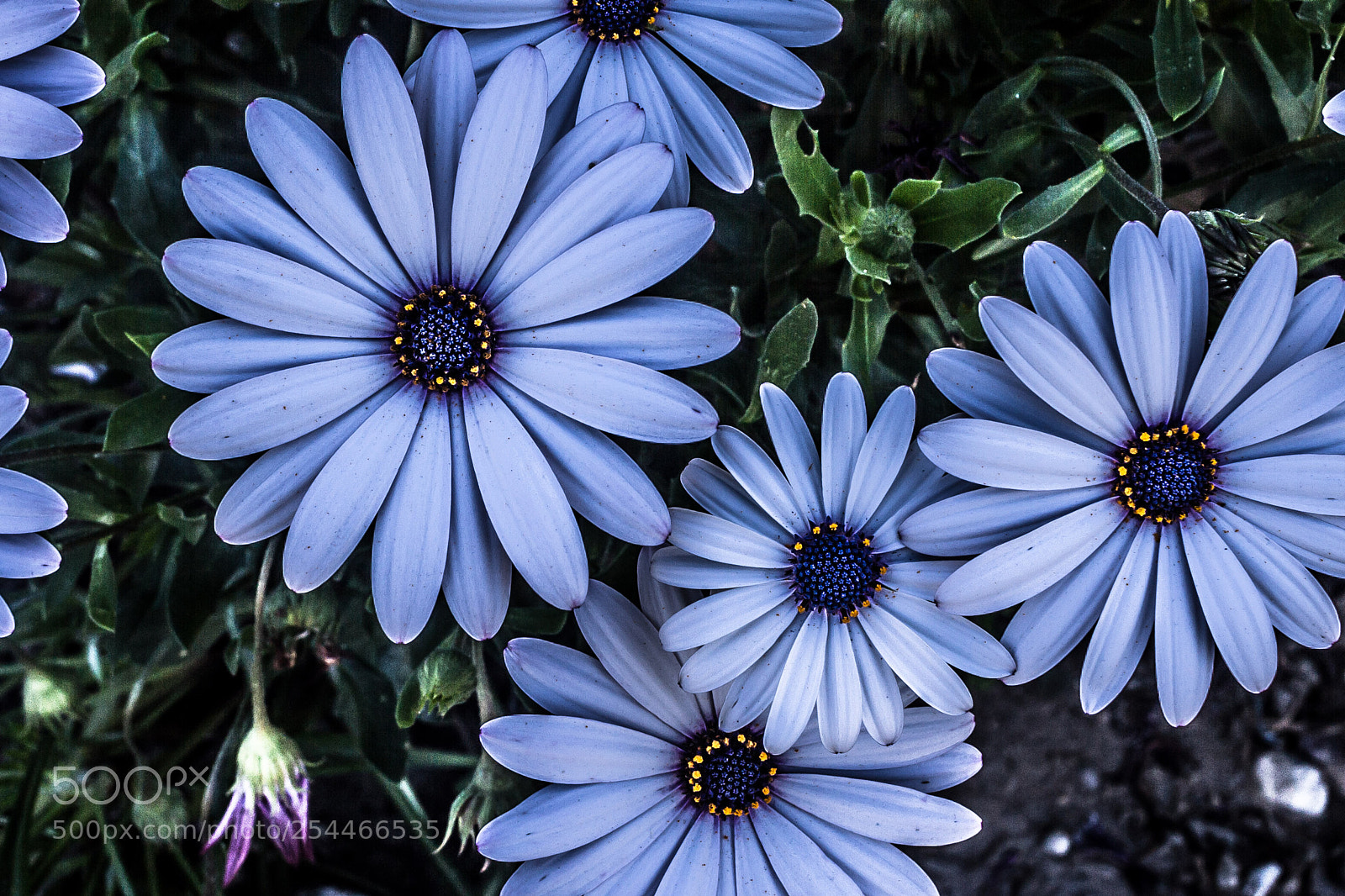 Canon EOS 7D sample photo. Tportorelli photography