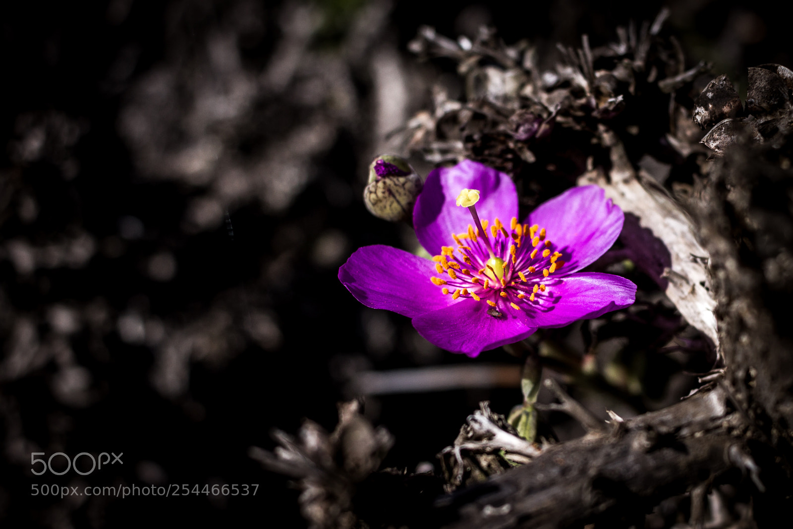 Canon EOS 7D sample photo. Tportorelli photography