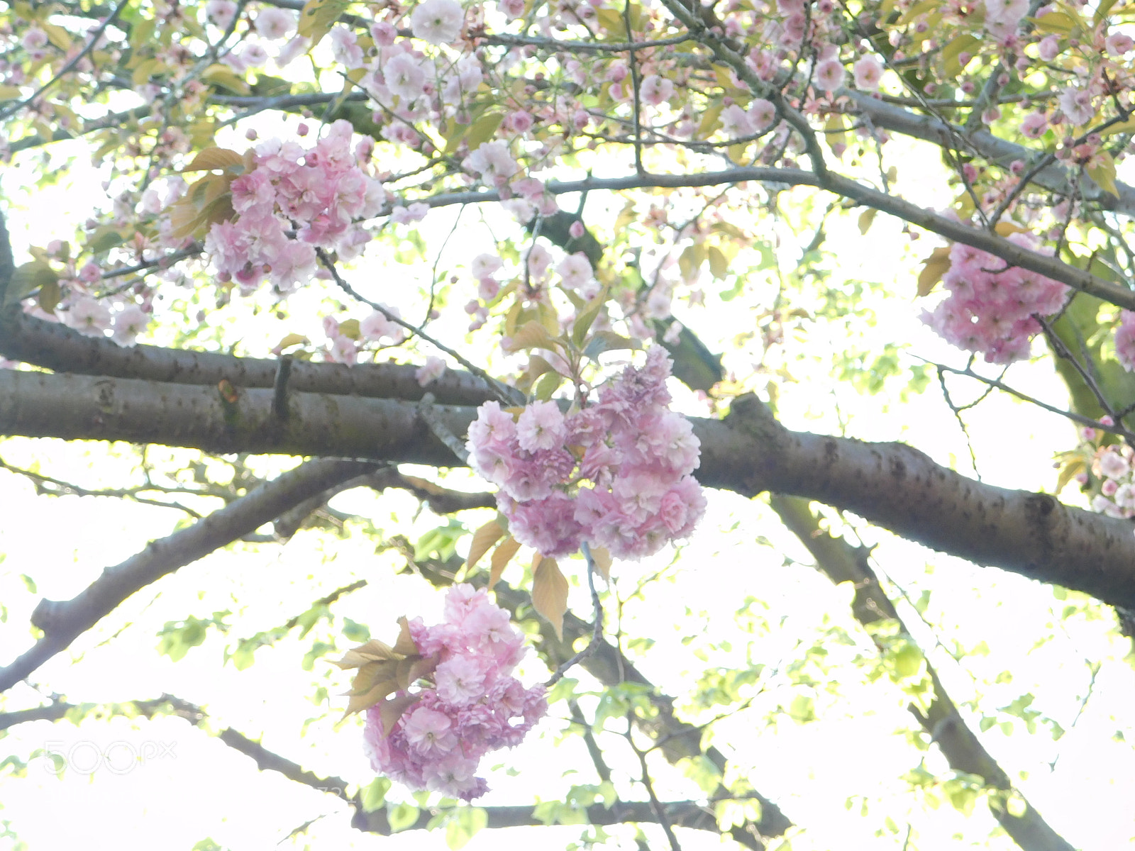 Nikon Coolpix B500 sample photo. Dscn photography