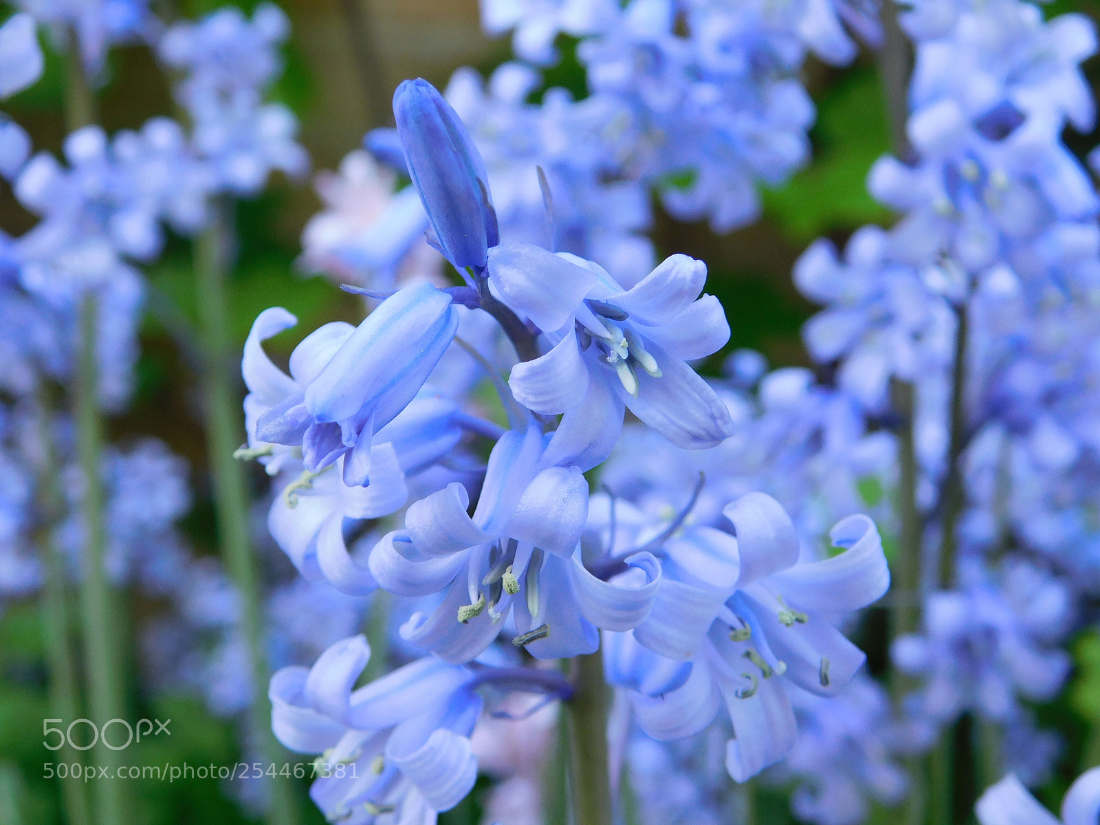 Nikon Coolpix B500 sample photo. Blue flower photography