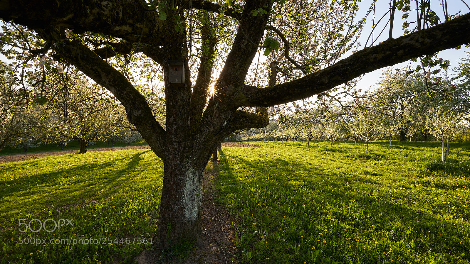 Sony a7 III sample photo. Spring tree photography