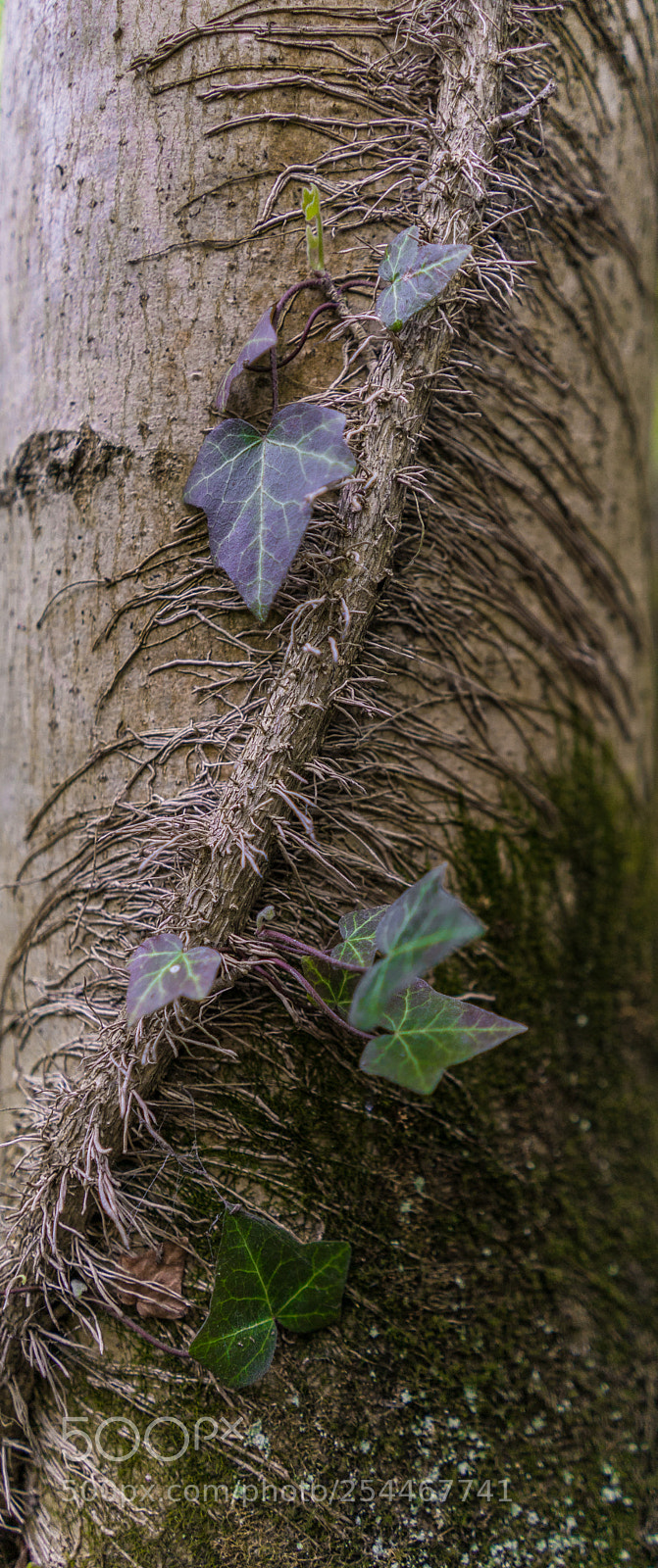 Sony a7 II sample photo. Trunk composition photography