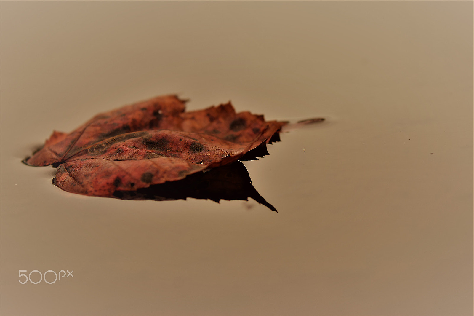 Nikon D3300 sample photo. Fall photography