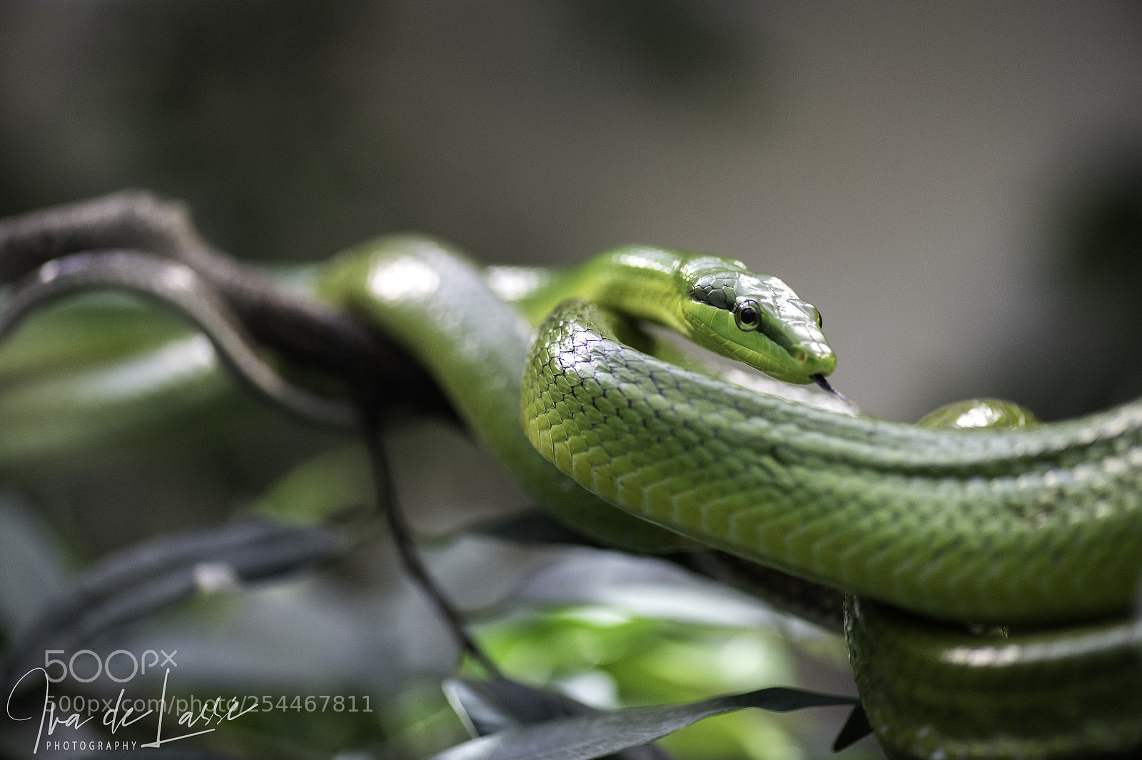 Nikon D850 sample photo. Red-tailed green ratsnake gonyosoma photography