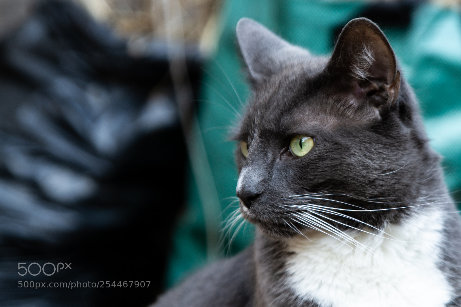 Canon EOS 7D sample photo. Cat stare photography