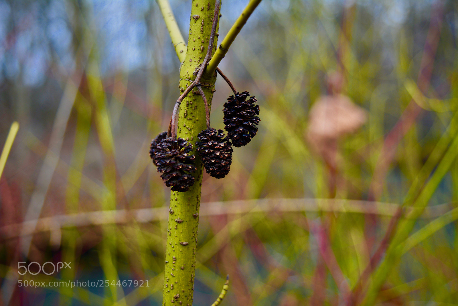 Nikon D5200 sample photo. Macro capture of a photography