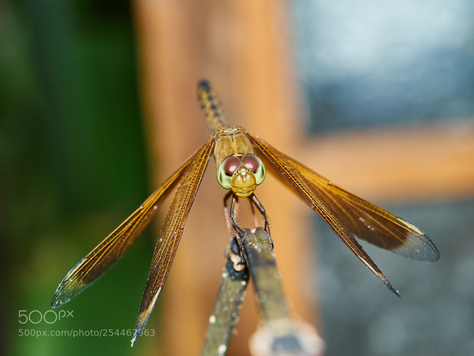 Olympus OM-D E-M10 sample photo. Bali, indonesia photography
