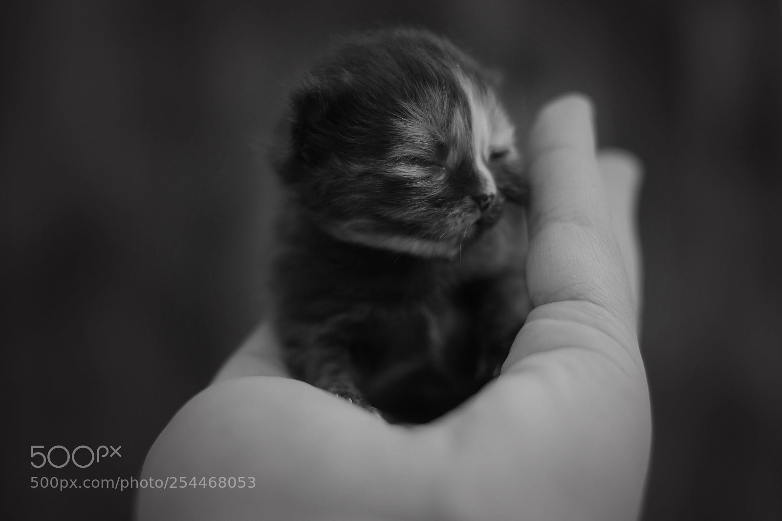 Canon EOS 7D sample photo. Cat photography